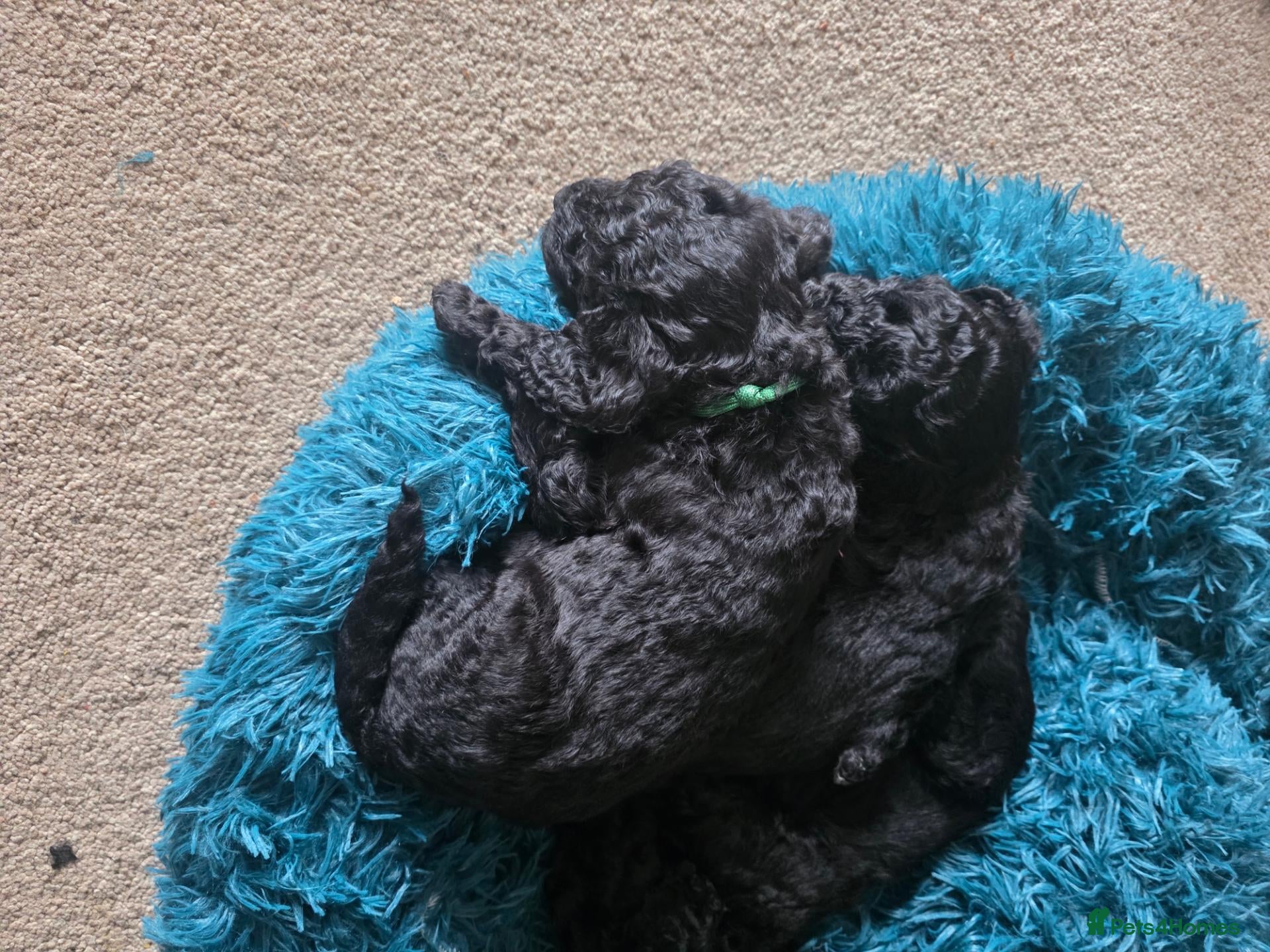 Cockapoo dogs Cockapoo puppies  - Advert 11