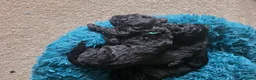 Cockapoo dogs for sale: Cockapoo puppies  in Dundee - Advert 6