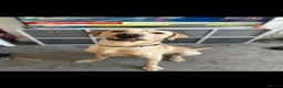 Labrador Retriever dogs for stud: Finney in Preston - Advert 2