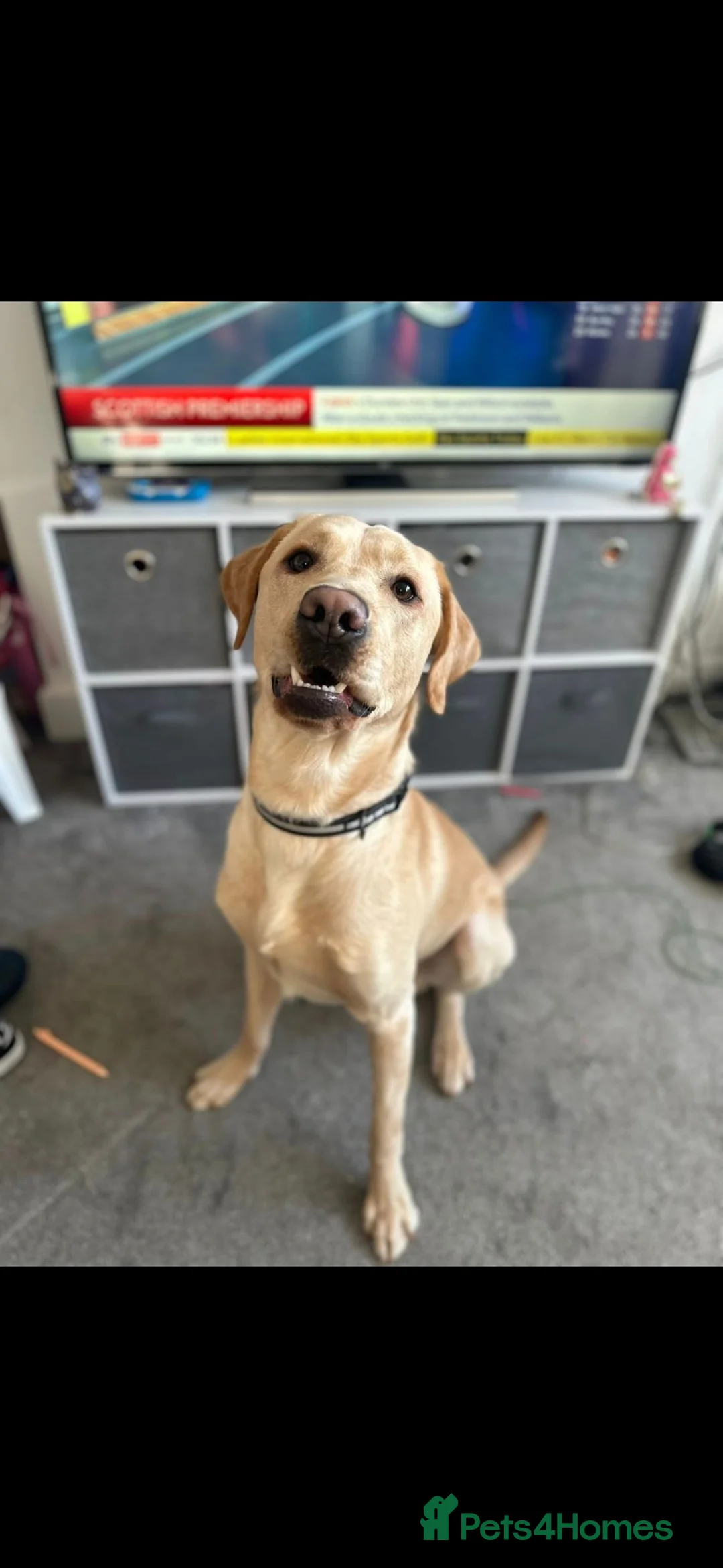 Labrador Retriever dogs for stud: Finney in Preston - Advert 2