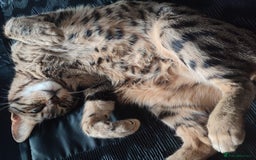 Mixed Breed cats for sale: 3 lovely boys looking for loving home - Image 2