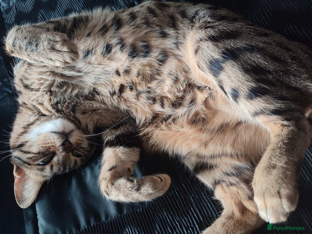 Mixed Breed cats for sale: 3 lovely boys looking for loving home - Image 2