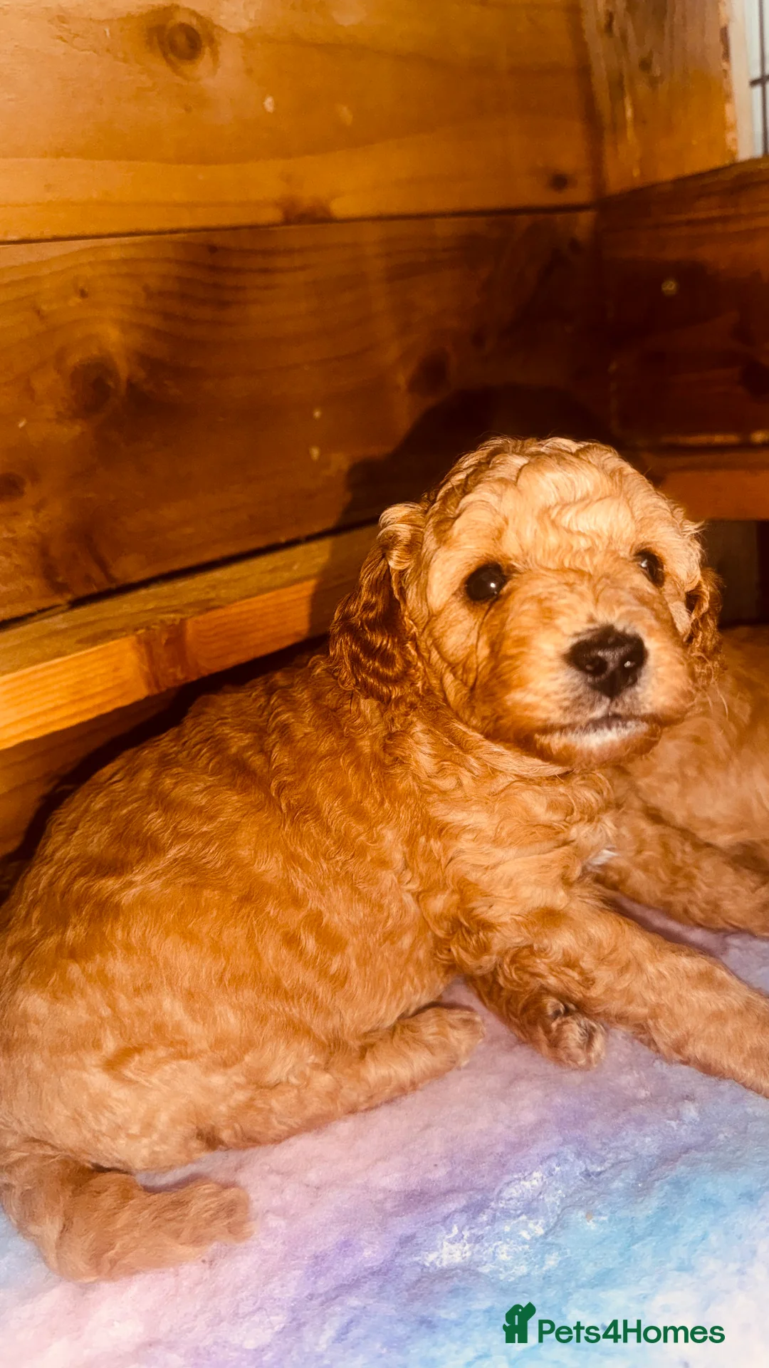 Labradoodle dogs for sale: F2bs labradoodle puppies  - Advert 16