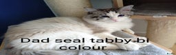 Ragdoll cats for sale: Ragdoll kittens GCCF registered ONE GIRL LEFT £995 - Advert 11