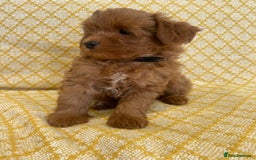 Maltipoo dogs for sale: Beautiful, health tested maltipoos  - Image 15