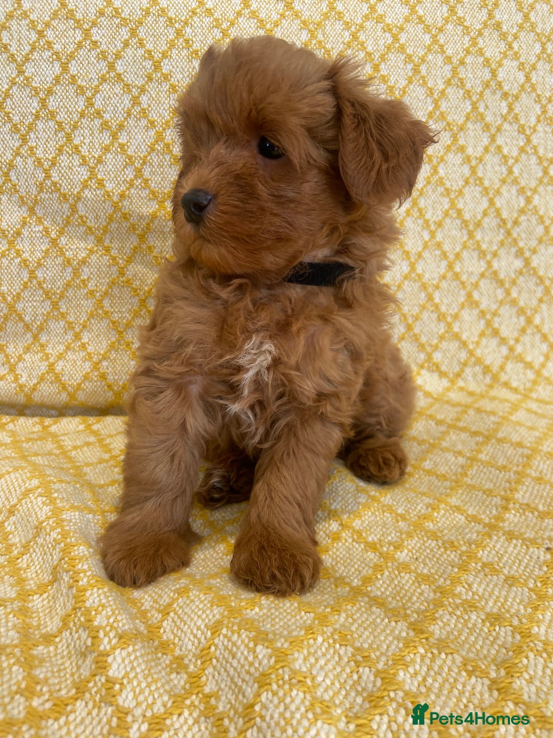 Maltipoo dogs for sale: Beautiful, health tested maltipoos  - Image 15