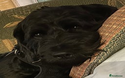 Labradoodle dogs for sale: 3 year old gorgeous Labradoodle boy. - Image 3