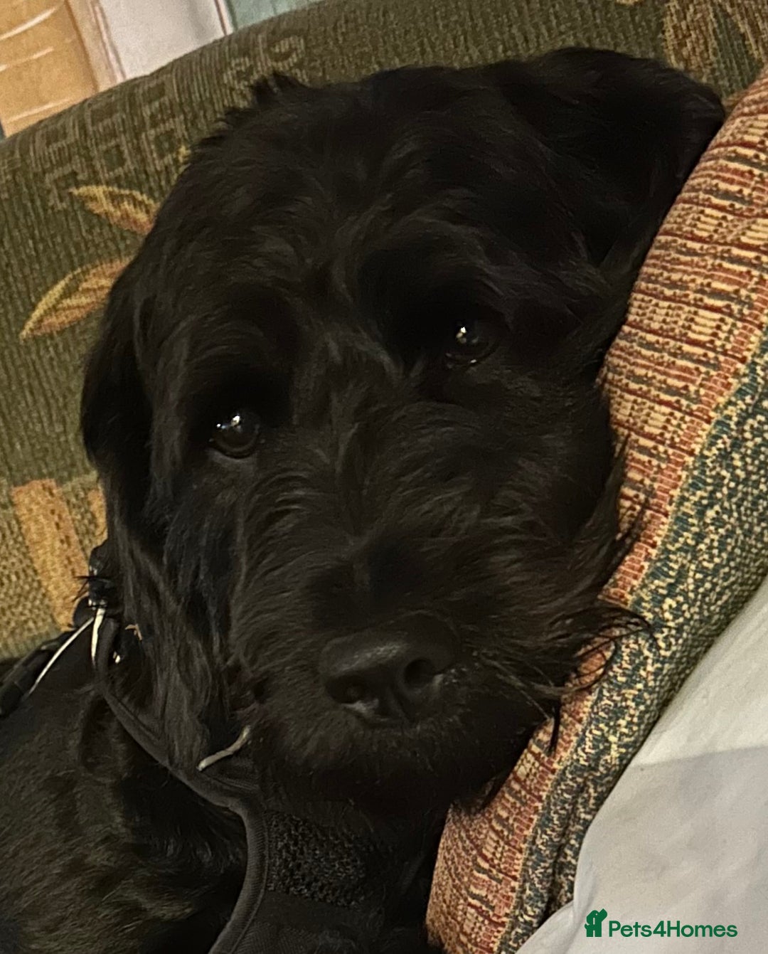 Labradoodle dogs for sale: 3 year old gorgeous Labradoodle boy. - Image 3
