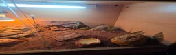 Gecko reptiles for sale: 3 Dune Geckos (Stenodactylus S) + Complete Setup - Advert 9
