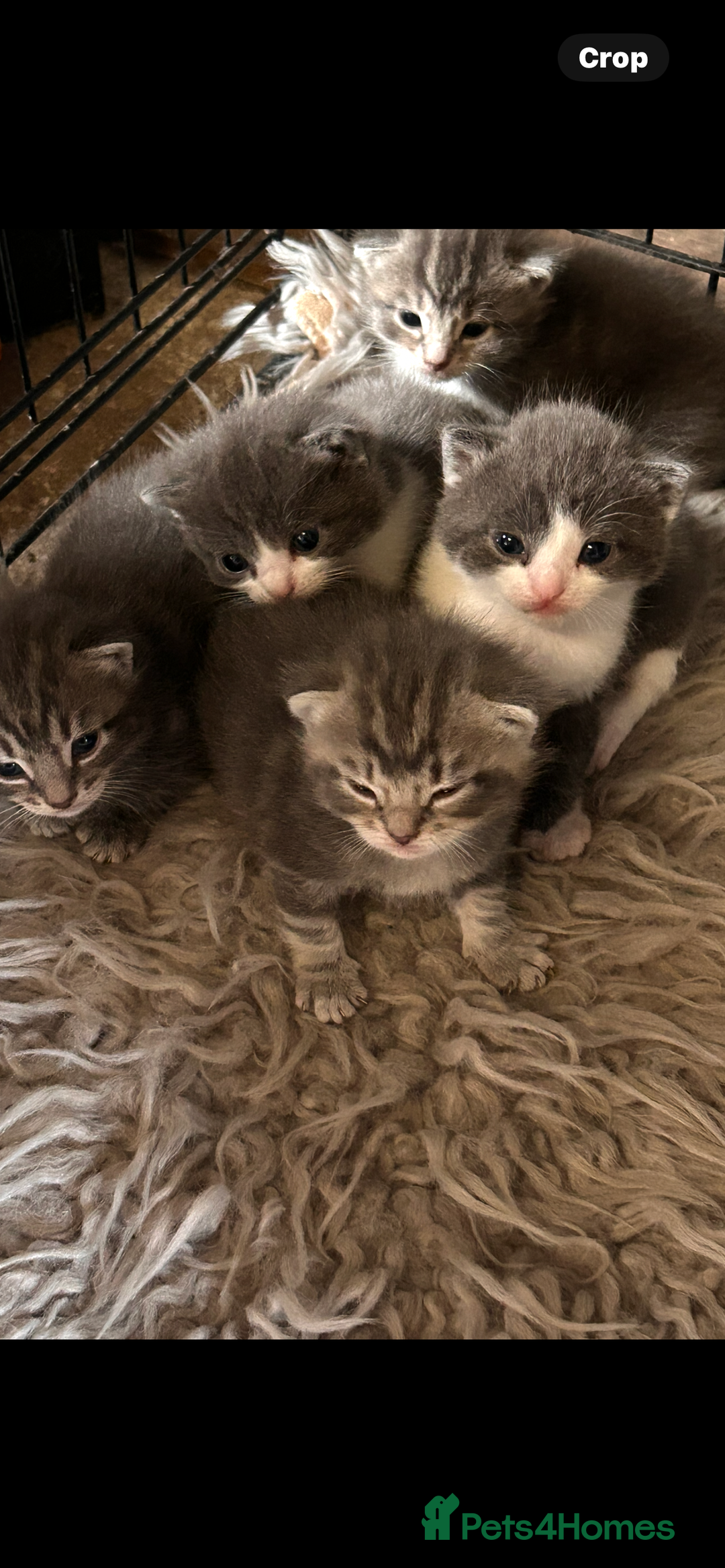 British Longhair cats for sale: British blue cross ragdoll kittens - Image 21