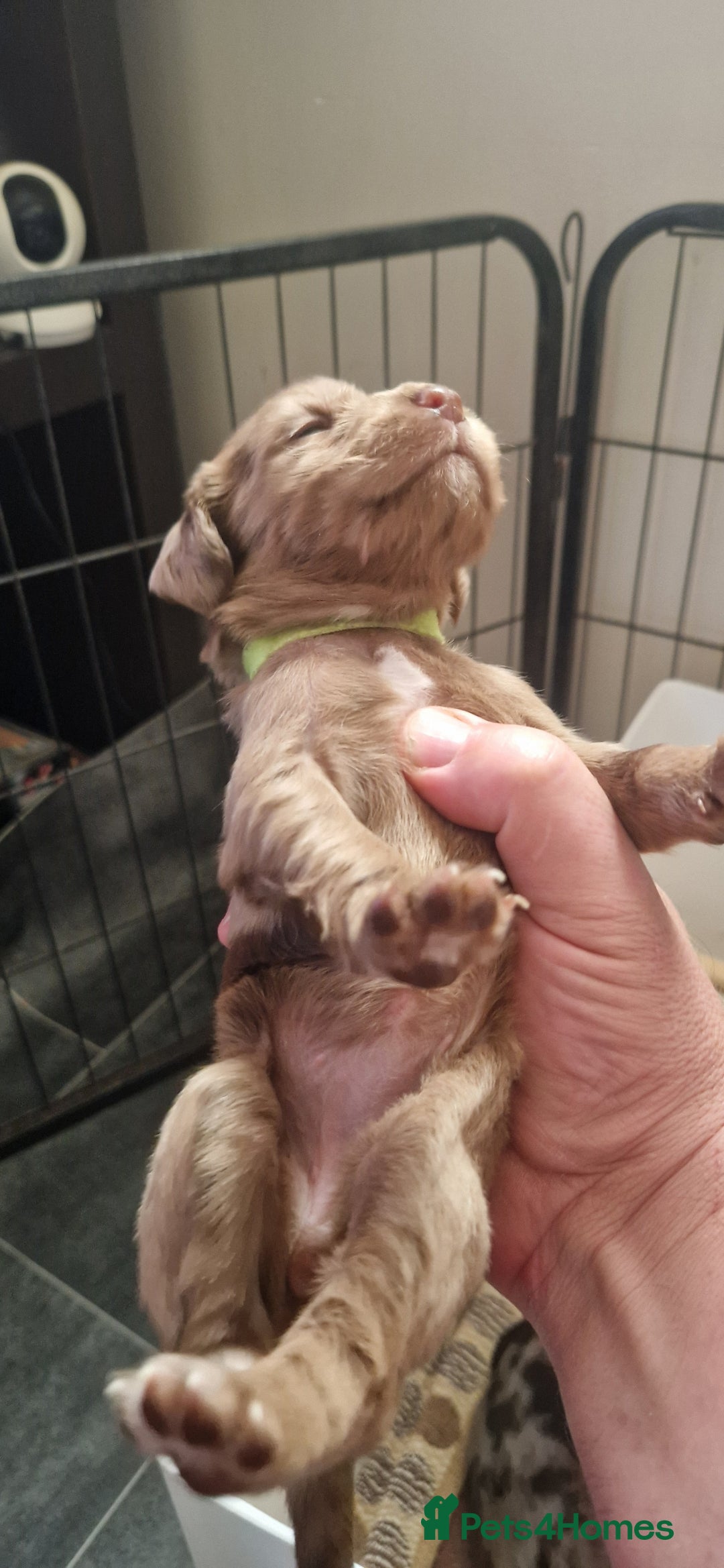 Cocker Spaniel dogs for sale: Cocker Puppies - Image 9