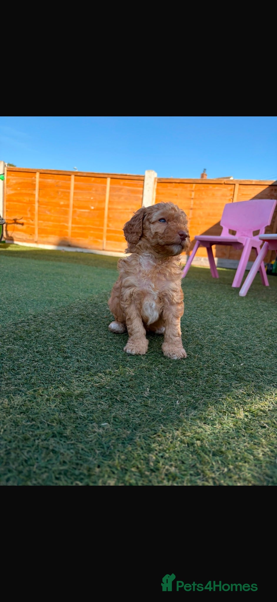 Cockapoo dogs 1 Boy Miniature Cockapoo puppy  - Advert 2