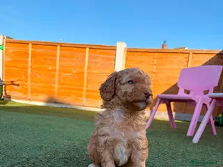 Cockapoo dogs MALE MINIATURE COCKAPOO - Advert 1