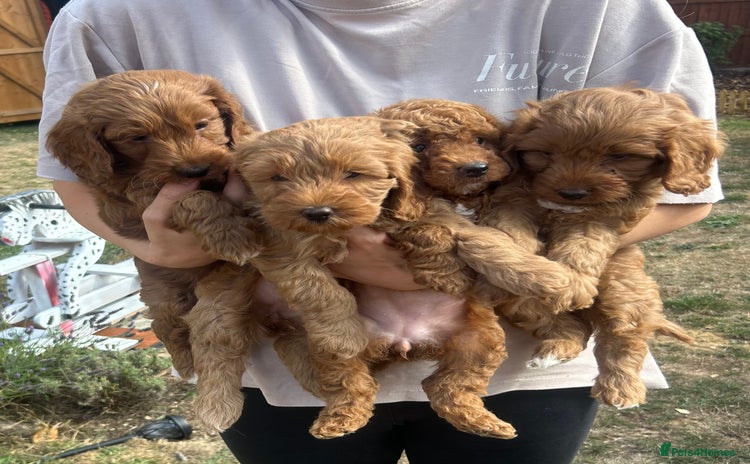 Cockapoo dogs - Advert 15