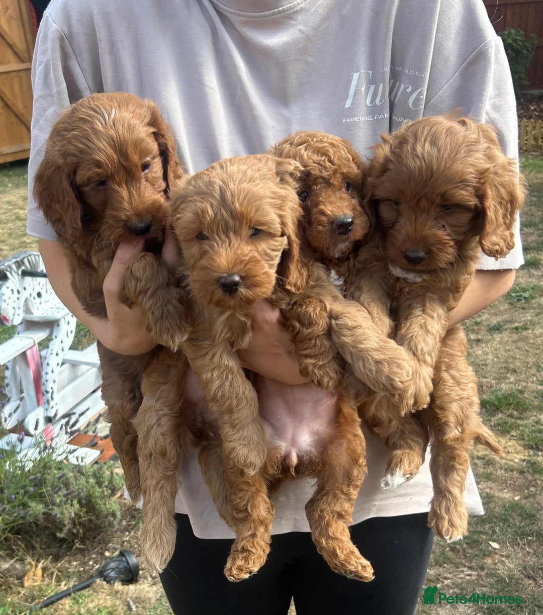 Cockapoo dogs for sale: 1 BOY LEFT! cockapoo F1b, PRA tested - Image 4