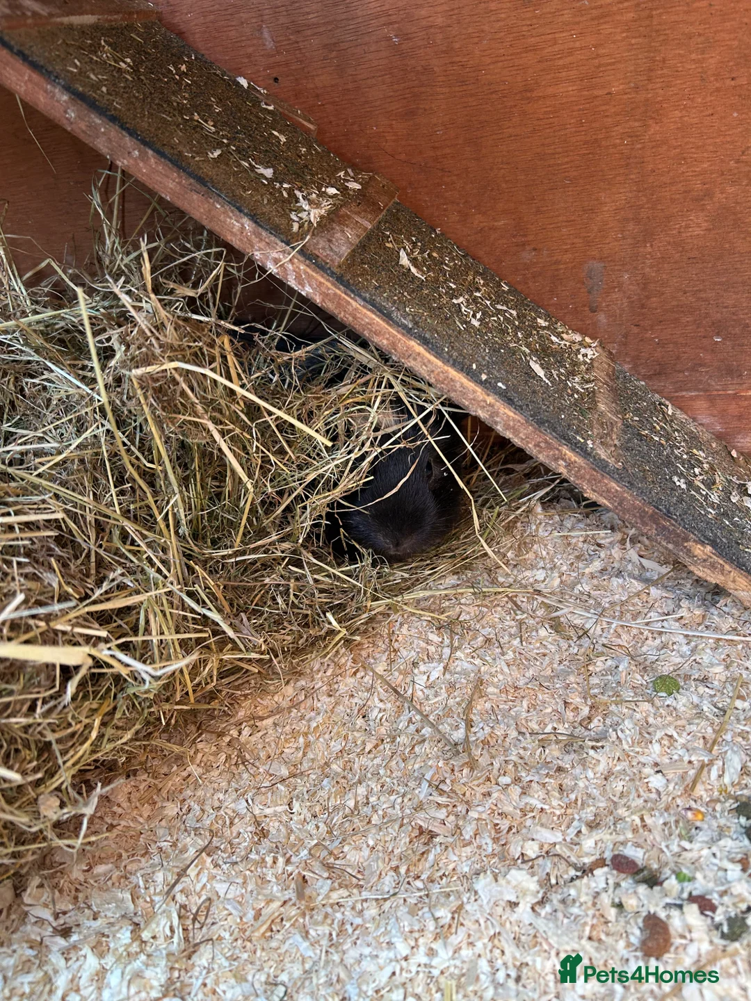 Guinea Pig rodents for sale: Two Guinea pigs looking for a loving home  in Wrexham - Advert 4
