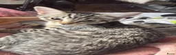 Mixed Breed cats for sale: 🐾 2 Female Cats Looking for a Loving Home 🐾 - Advert 4