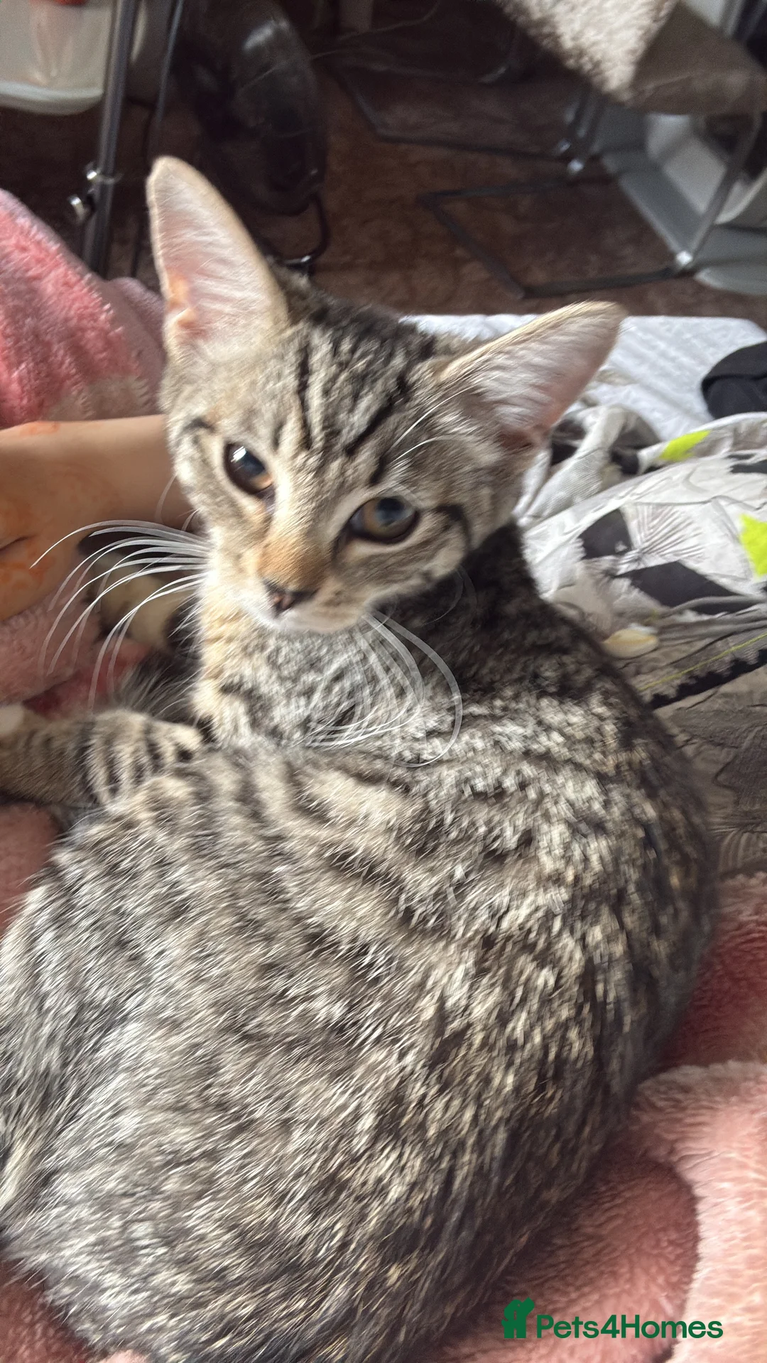 Mixed Breed cats for sale: 🐾 2 Female Cats Looking for a Loving Home 🐾 - Advert 4