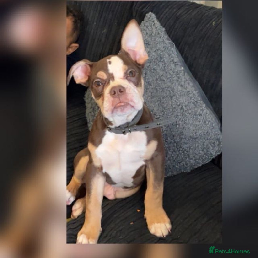 Olde English Bulldogge dogs for sale: olde english bulldogge  - Image 6
