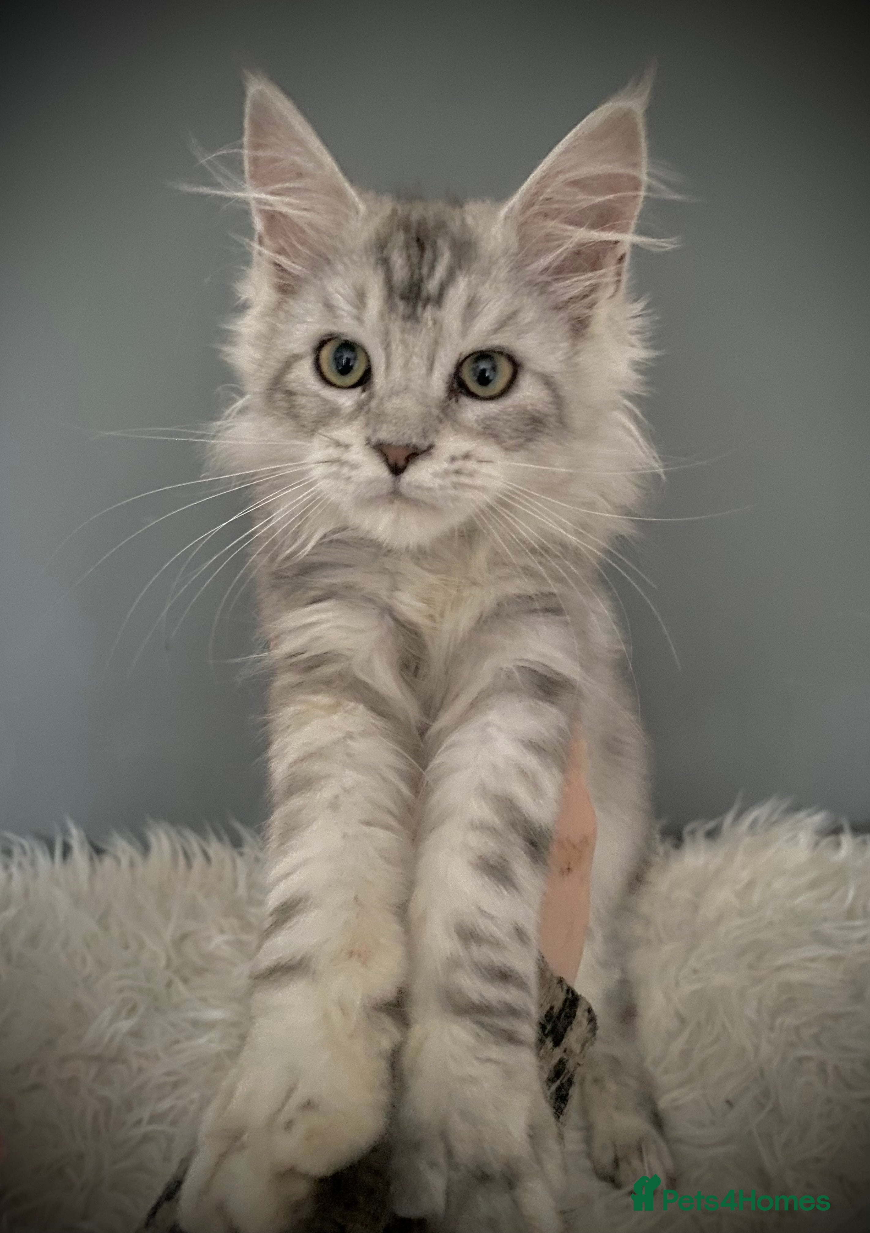 Maine Coon cats Full Maine Coon 16 wk kittens Large Russian lines - Advert 12