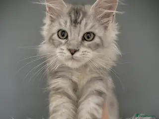 Maine Coon cats Full Maine Coon 16 wk kittens Large Russian lines - Advert 12