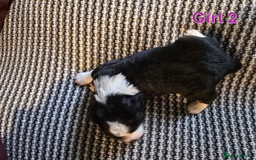 Sprollie dogs for sale: Sprollie Puppies - Image 19