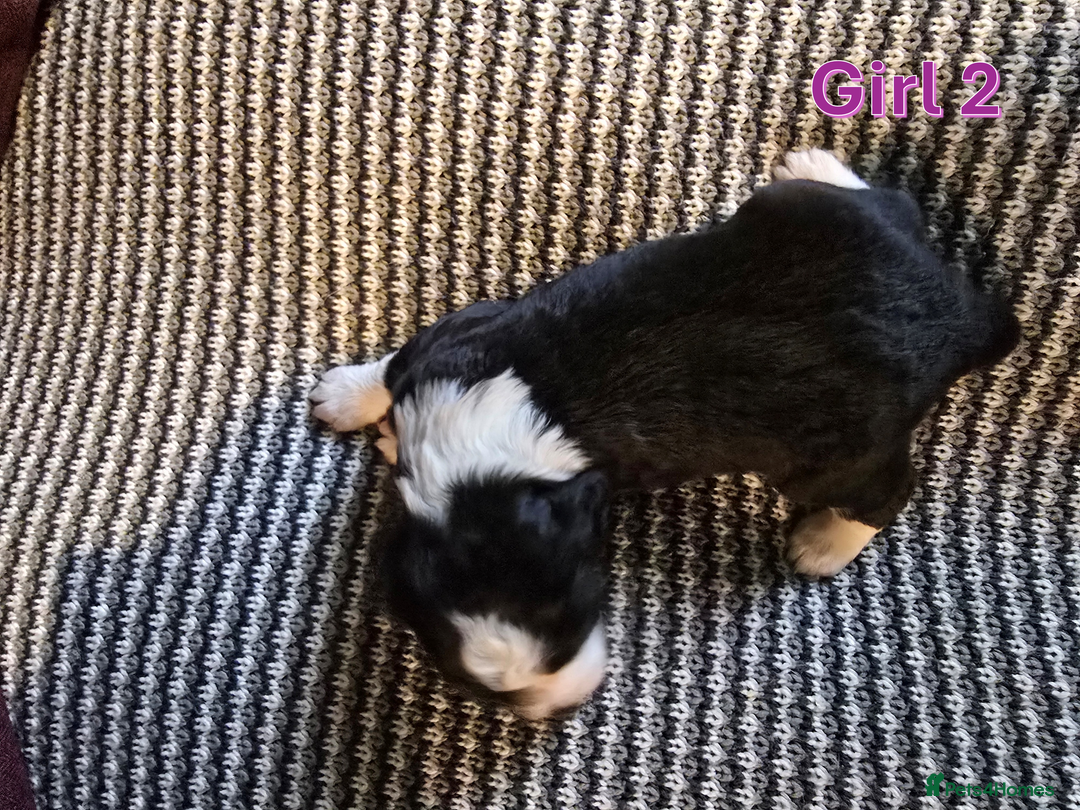 Sprollie dogs for sale: Sprollie Puppies - Image 19