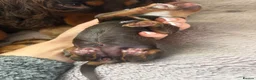 Cocker Spaniel dogs for sale: KC WORKING COCKER SPANIELS  - Advert 15
