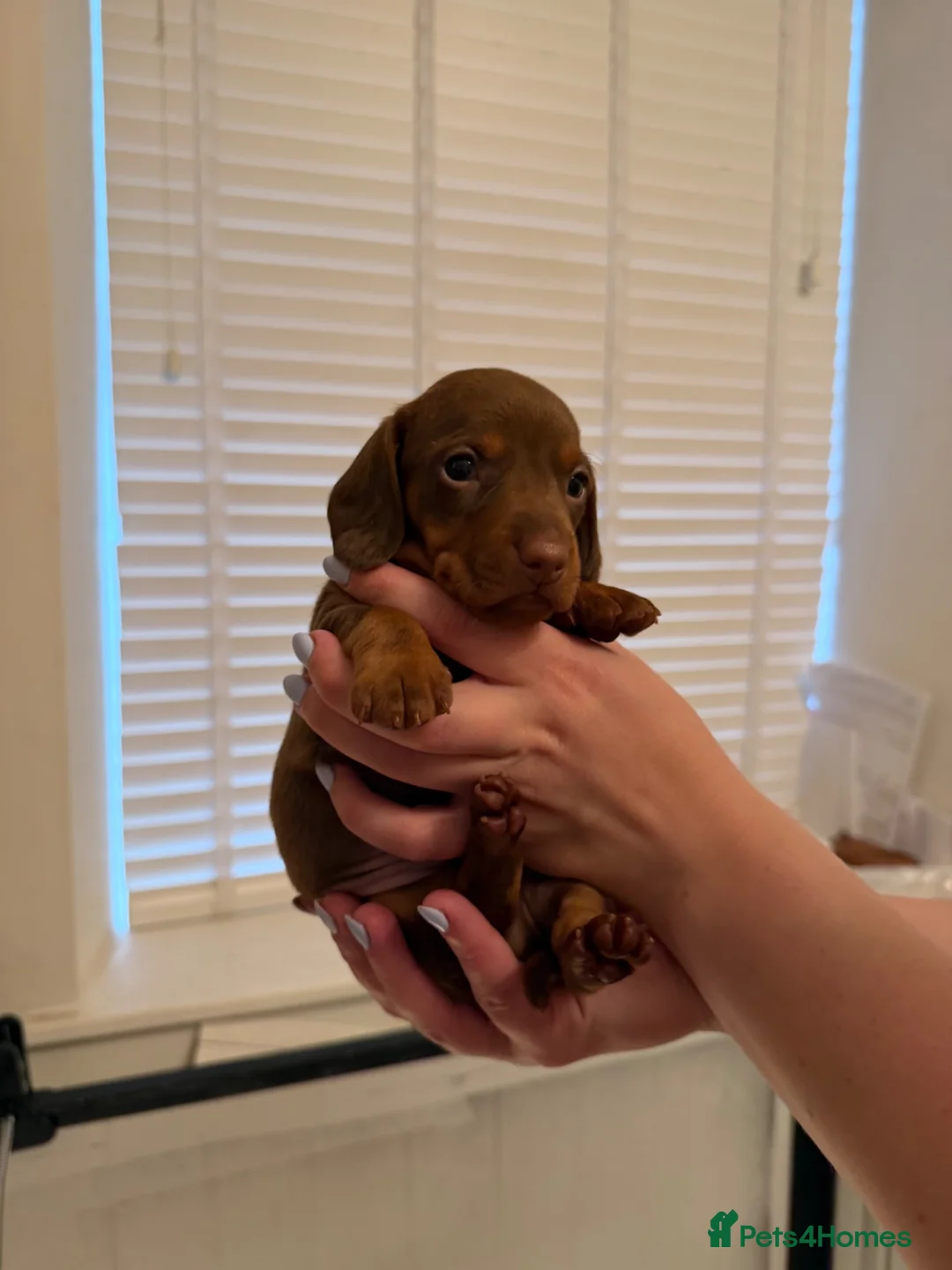 Miniature Dachshund dogs for sale: Beautiful litter of miniature dachshunds in Rochdale - Advert 9