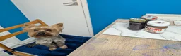 Yorkshire Terrier dogs for stud: Looking for a New Girl - Advert 7