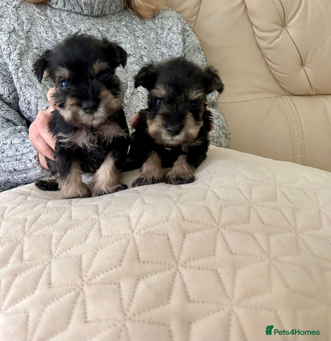 Miniature Schnauzer dogs for sale: Beautiful kc reg miniature schnauzers - Advert 7
