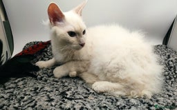 LaPerm cats for sale: Lilac point longhaired curly LaPerm kitten - Image 20