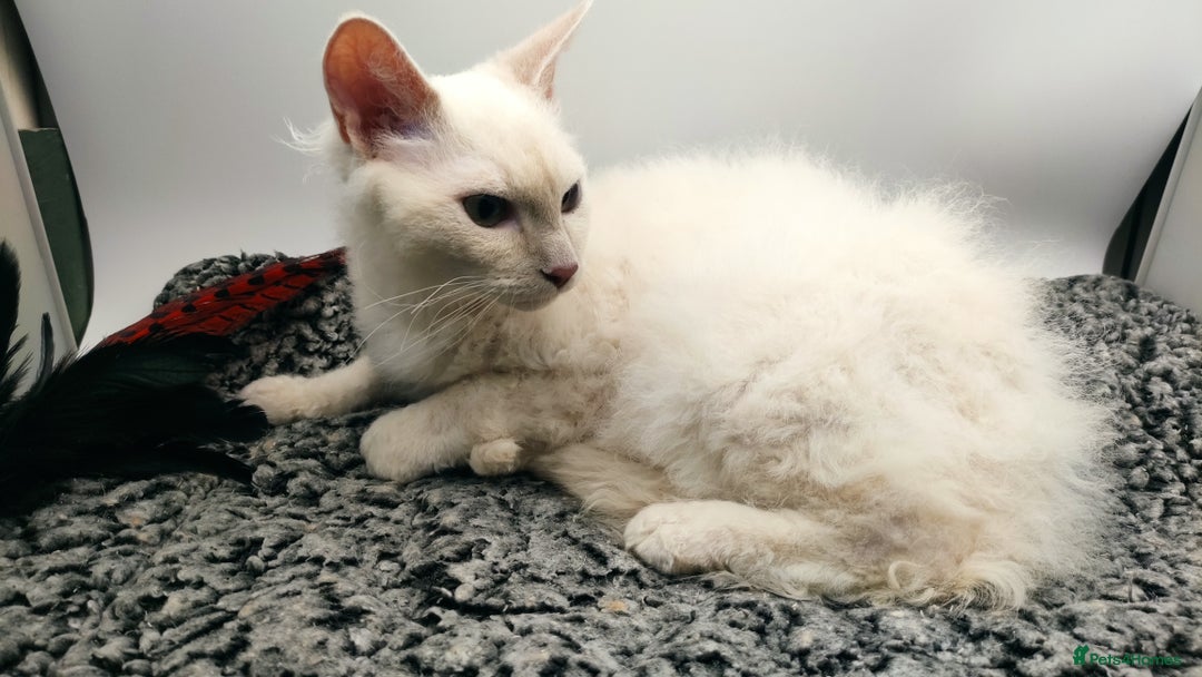 LaPerm cats for sale: Lilac point longhaired curly LaPerm kitten - Image 20