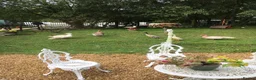 German Shepherd dogs for sale: Strong beautiful playful puppies  - Advert 24