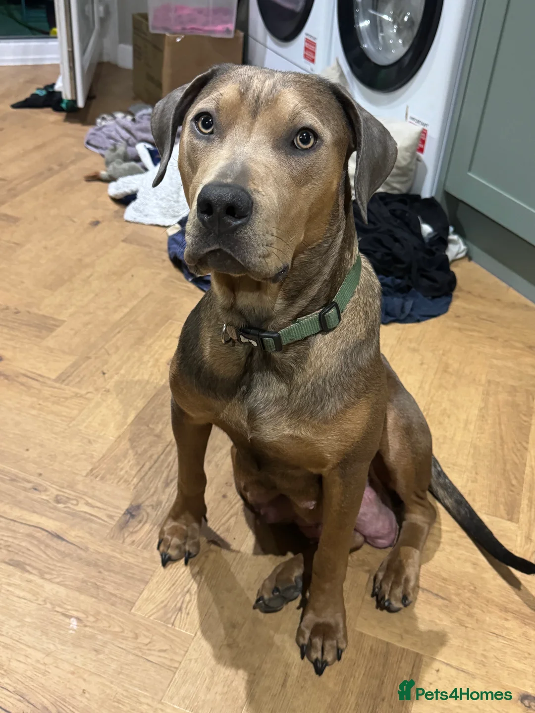 Mixed Breed dogs for sale: F5 STAFFWEILER Isabella Chocolate Lilac - Advert 2