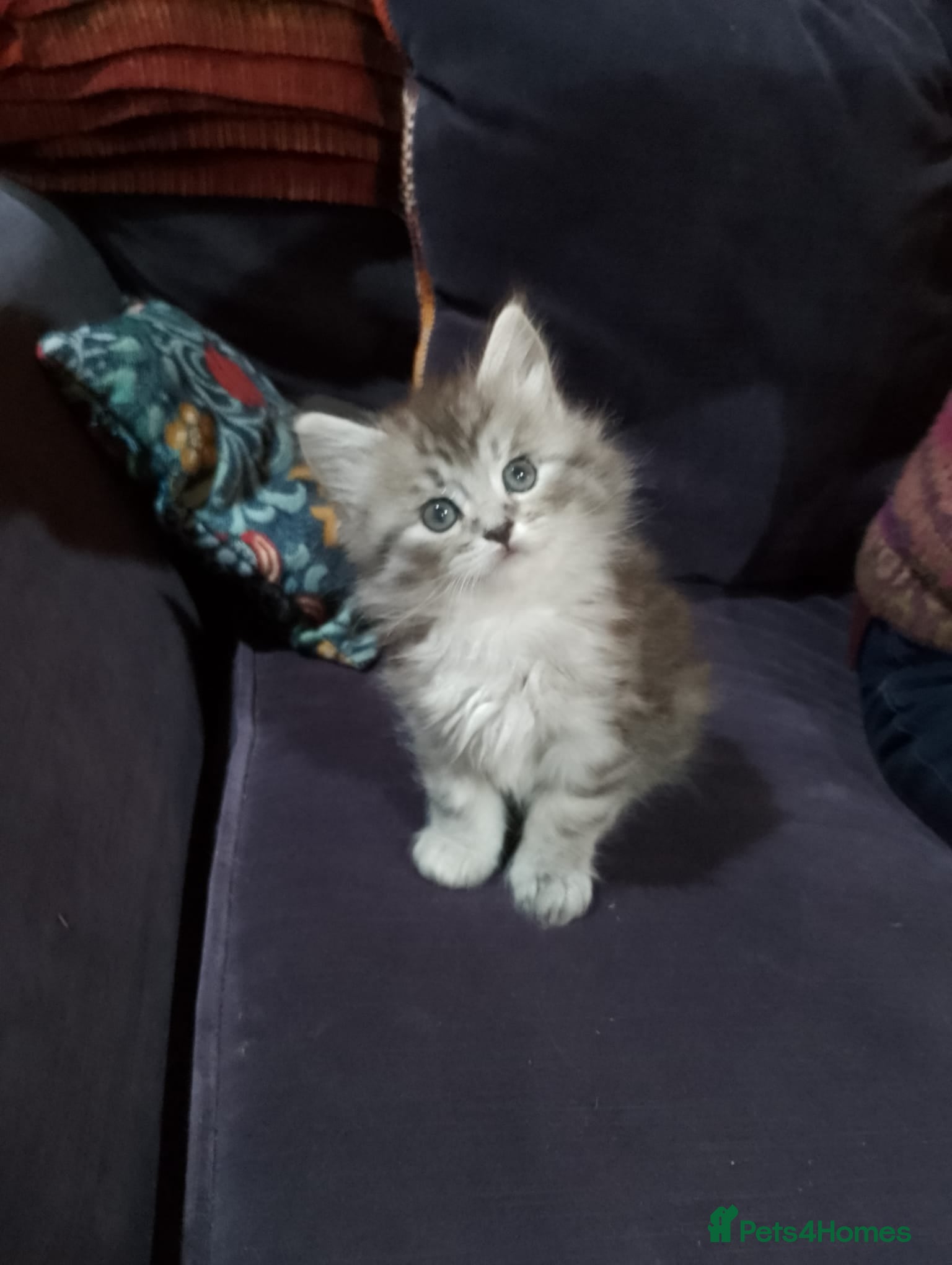 Maine Coon cats Maine Coon kittens, Mother is tica registered. - Advert 5