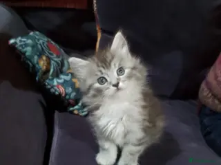 Maine Coon cats Maine Coon kittens, Mother is tica registered. - Advert 2