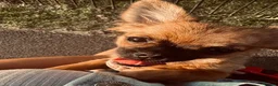 Pomchi dogs for sale: 3 pomerian puppys in Cheltenham - Advert 2