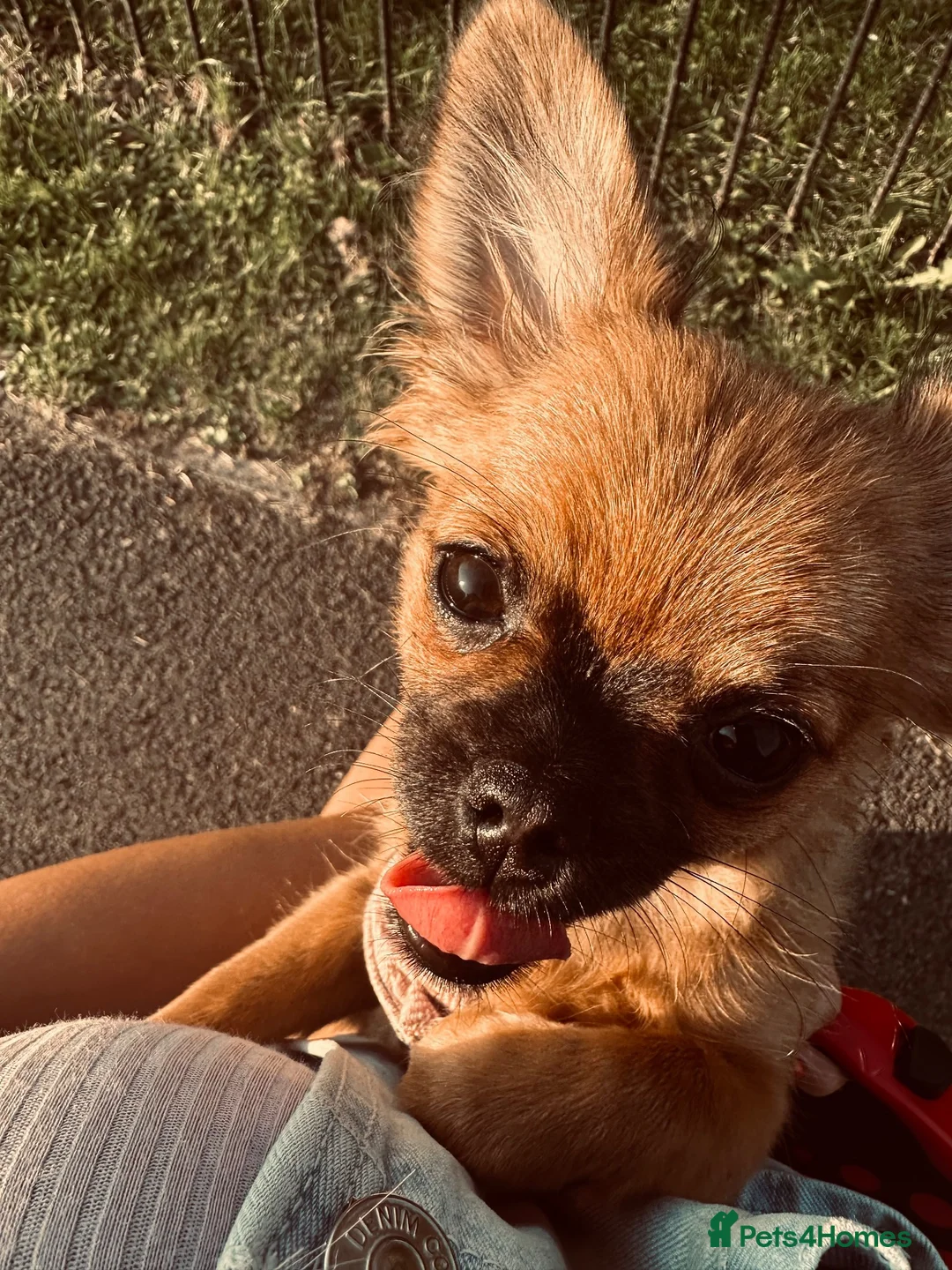 Pomchi dogs for sale: 3 pomerian puppys in Cheltenham - Advert 2