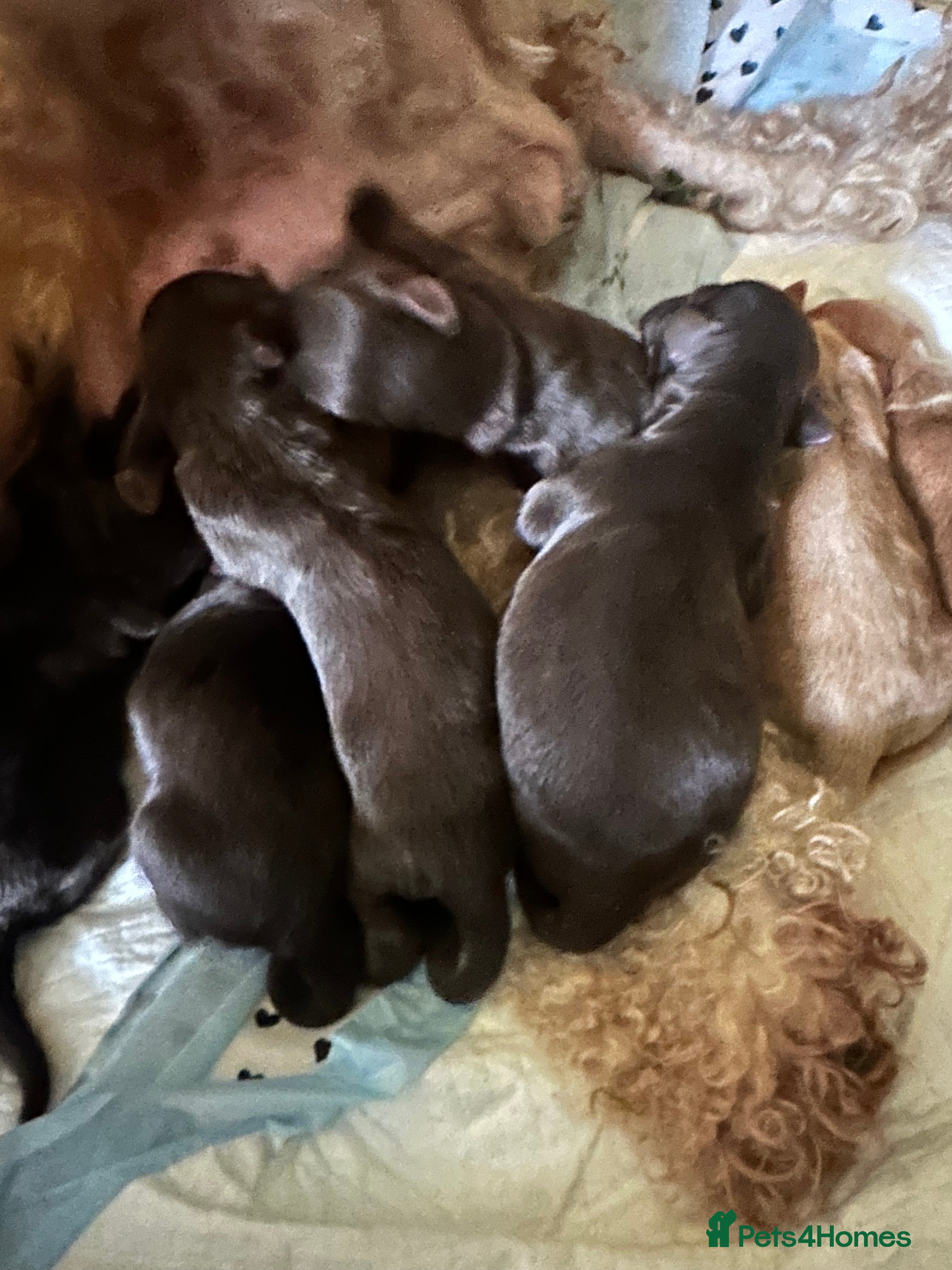 Cockapoo dogs Gorgeous Cockerpoochons  - Advert 1