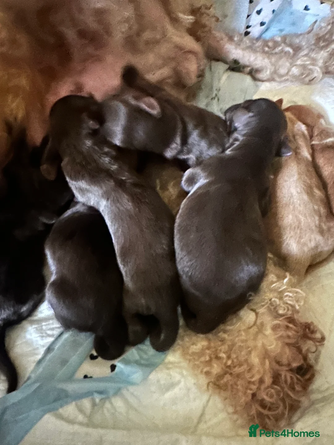 Cockapoo dogs for sale: Gorgeous Cockerpoochons  - Advert 1