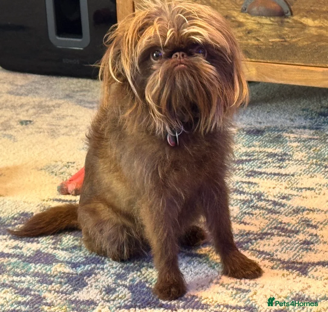 Griffon Bruxellois dogs for sale: Gorgeous rough coated griffon girl  - Advert 2