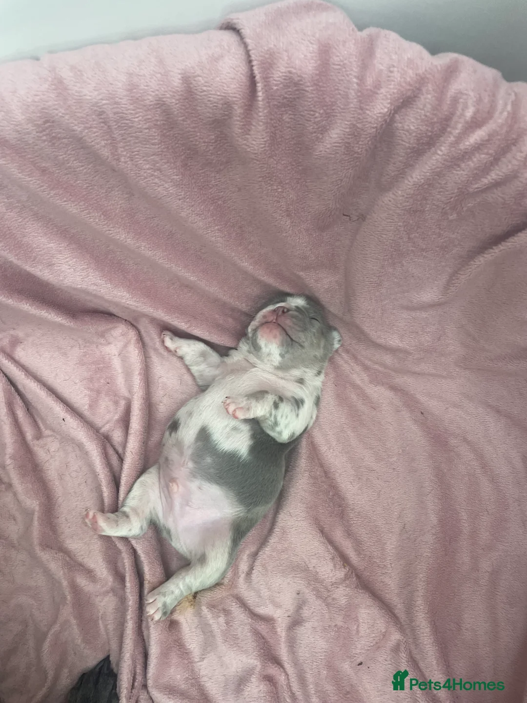 French Bulldog dogs for sale: 3 stunningly unique coloured stocky frenchies - Advert 10