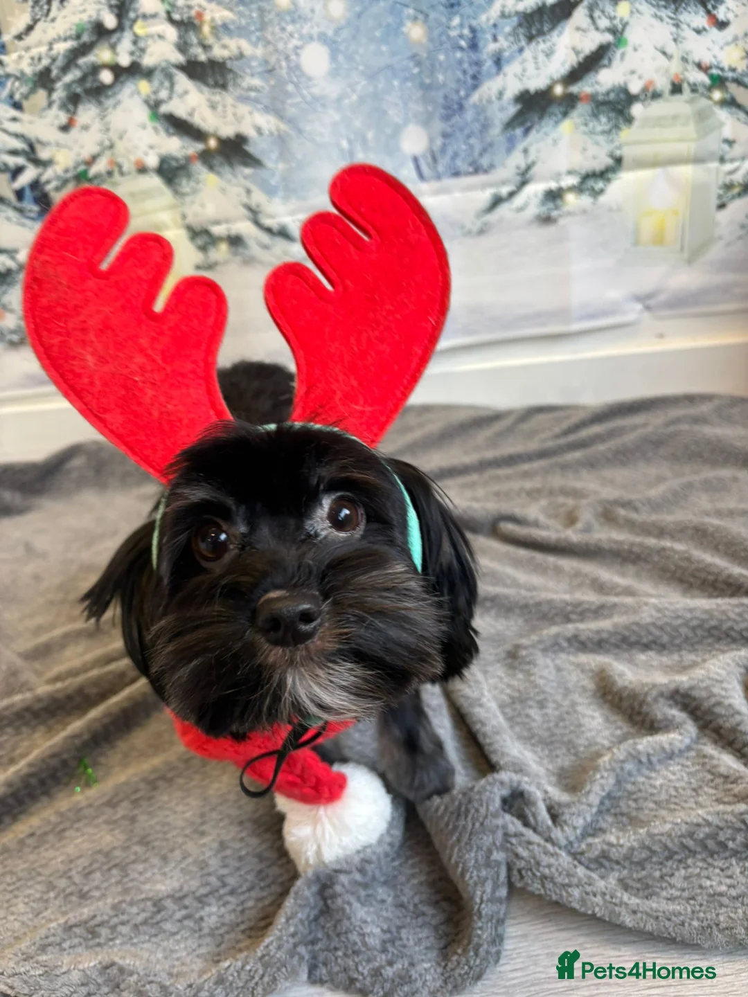 Biewer Terrier dogs for sale: Beautiful Biewer terrier girl in Kidderminster - Advert 4