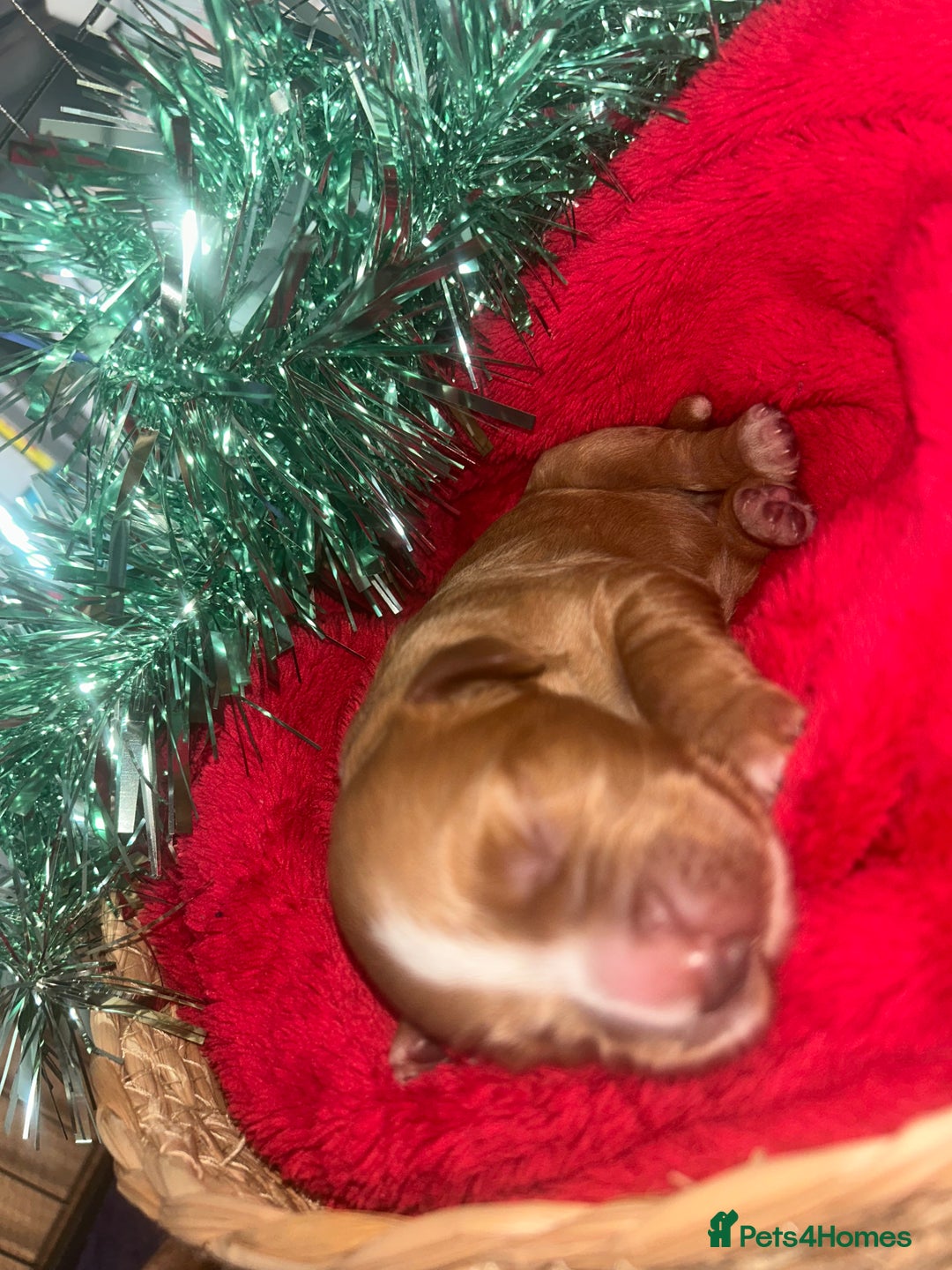 Cocker Spaniel dogs for sale: Cocker spaniel pups for sale  - Advert 5