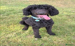 Standard Poodle dogs for stud: My kc reg, standard Poodle, stud only  - Image 2