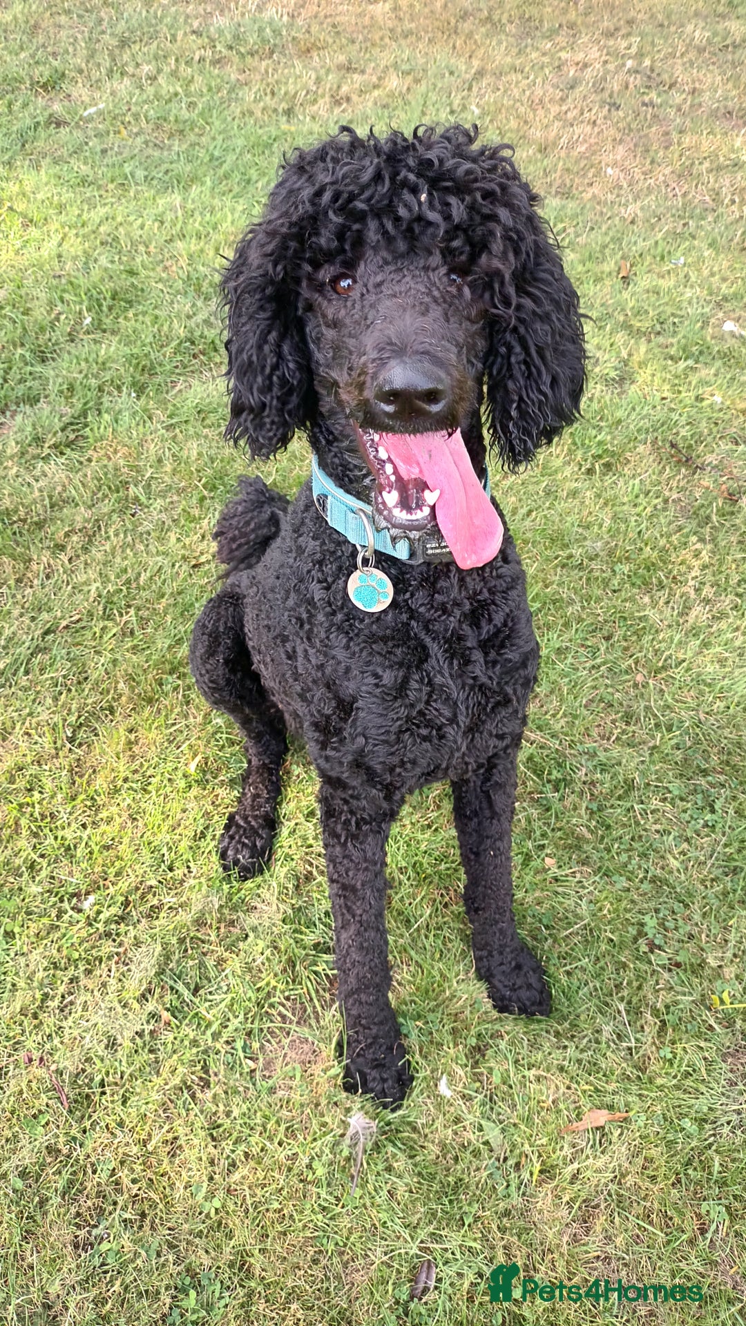 Standard Poodle dogs for stud: My kc reg, standard Poodle, stud only  - Image 2