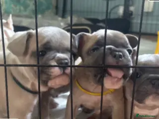 French Bulldog dogs Chunky French bulldogs - Advert 9