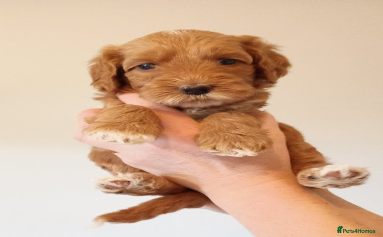 Mixed Breed dogs - Advert 1