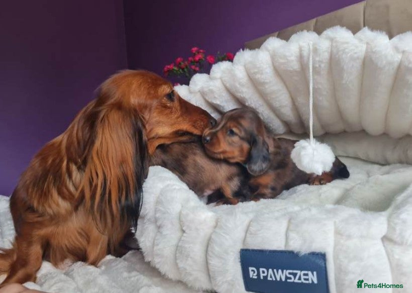 Miniature Dachshund dogs Long-Haired Dachshund puppies - Advert 16